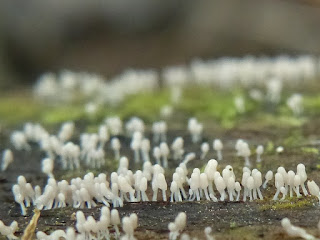 Arcyrie cendrée - Arcyria cinerea