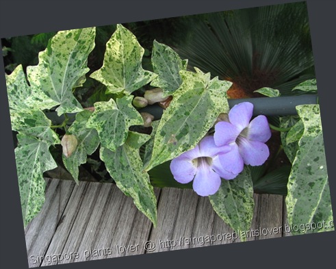 blue flowers vine