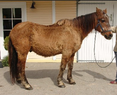 Cushing Disease In Horses Pictures