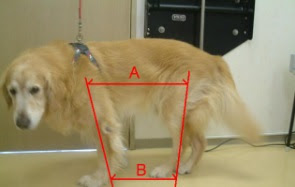 sintomas da displasia em cães