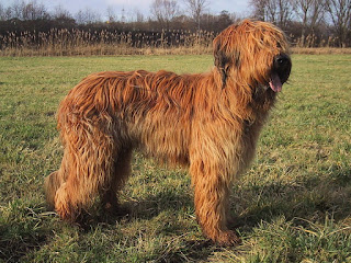 Briard-dogs-pets-dog breeds