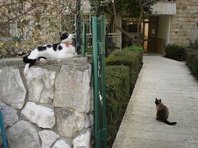 Two cats in the yard