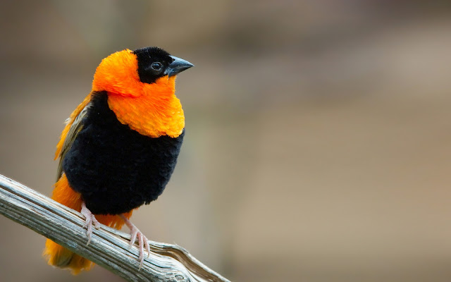 HD Orange And Black Sparrow,16000 x 1000 resolution wallpapers,birds wallpapers,free wallpapers,hd wallpapers,3d wallpapers,computer wallpapers,desktop wallpapers,window wallpapers,hq wallppaers,wide screen wallpapers,amazing wallpapers,best wallpapers,free download wallpapers