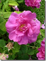 double wild rose