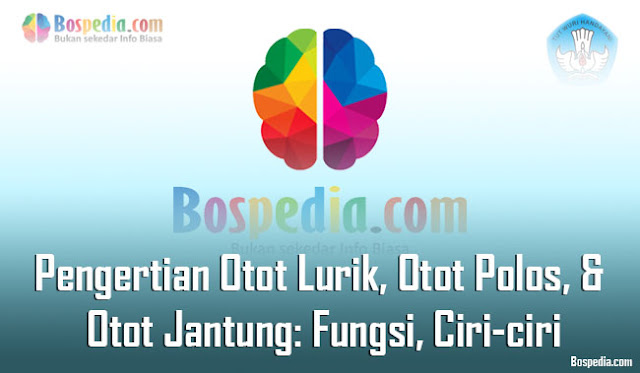 Pengertian Otot Lurik, Otot Jantung, & Otot Polos: Fungsi, Ciri-ciri & Perbedaannya