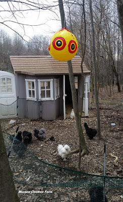 protect chickens from hawks. Scare balls