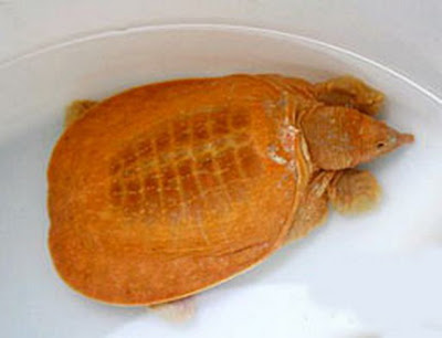 Golden Soft-shell Turtle