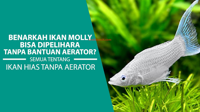 Apakah Ikan Molly Bisa Hidup Tanpa Aerator? Apakah Tidak Mati Kekurangan Oksigen? Ini Jawabannya