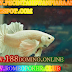 Ikan Hias Cupang Giant Albino Termahal