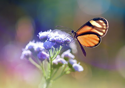 butterfly on flowers with bokeh