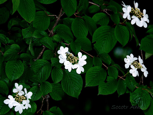 Viburnum plicatum