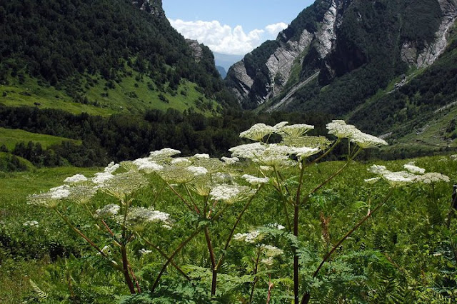 Valley of Flowers