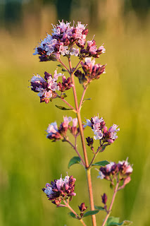 Imagen flores de orégano