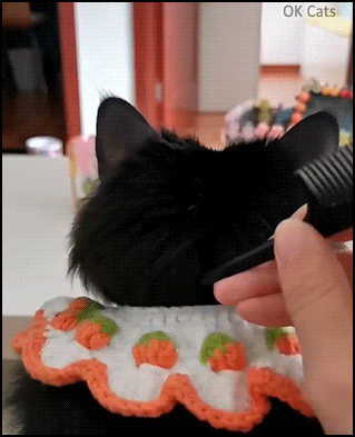 Cute Cat GIF • How to create 2 short pigtails on your cat. Funny and pretty black cat [ok-cats.com]