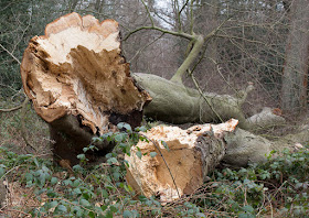 Felled Beech on Hayes Common, 3 March 2013.