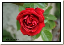 Rose 1