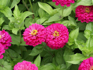 Zinnia elegans 'Uproar Rose'