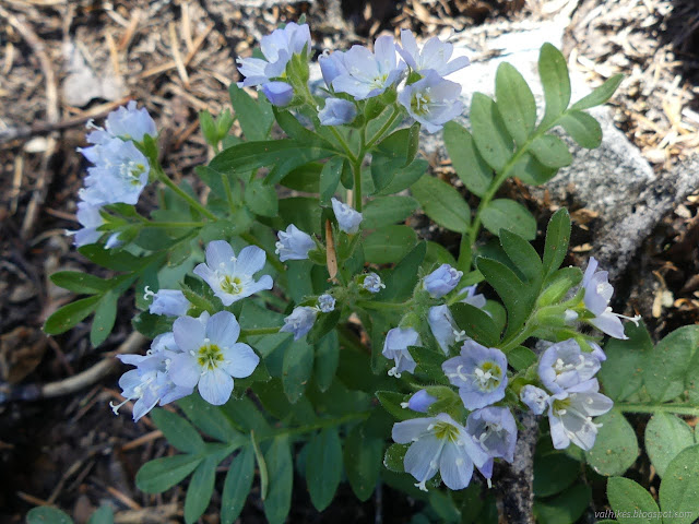 113: pleasing flower and leaf pattern