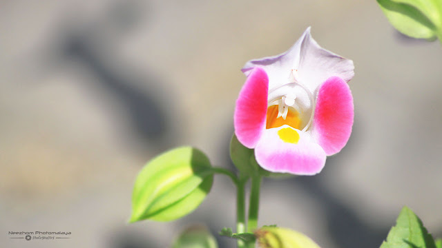 Bunga Torenia Fournieri Pink Putih Kuning