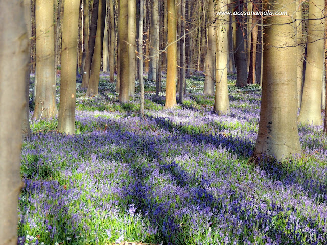 Hallerbos Floresta Azul