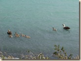 Parque National Torres Del Paine - Outland Geese