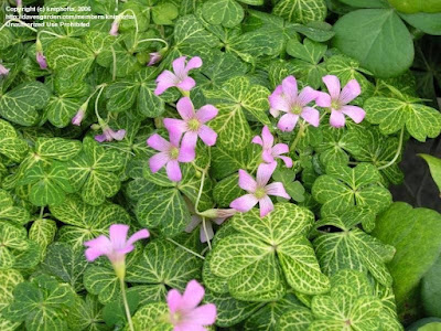 Кислица слабая / Кислица щитковидная (Oxalis debilis, =Oxalis corymbosa)