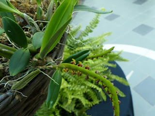 Bulbophyllum fructulatum