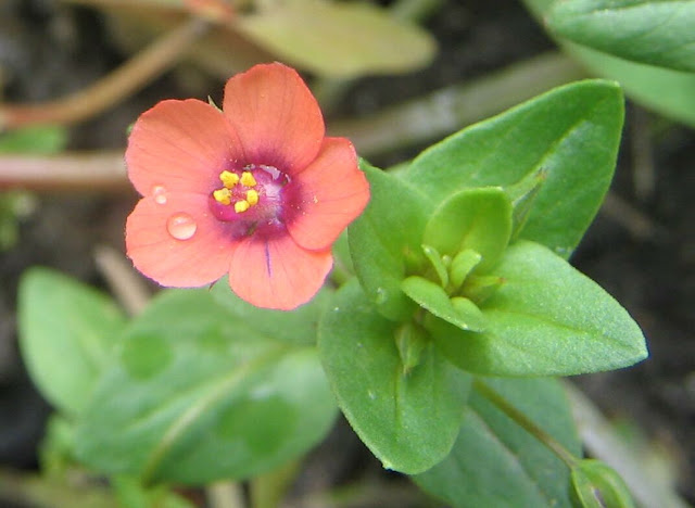 Lysimachia arvensis