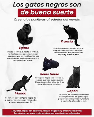 Los gatos negros no traen mala suerte