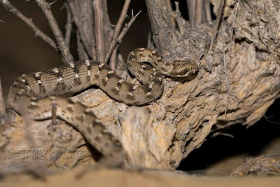 Saw-scaled vipers in South India belong to the subspecies Echis carinatus carinatus and grow to a maximum length of about 40 cm.
