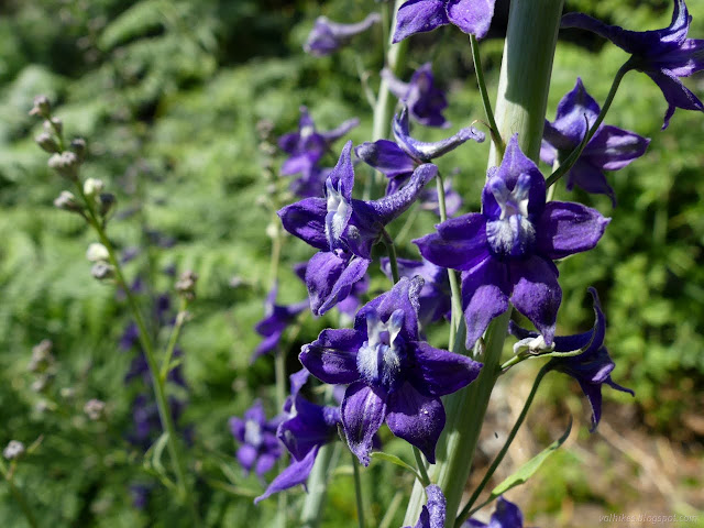 19: showy purple blue flowers