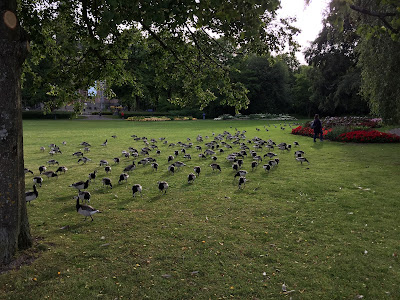 Barnacle geese in the The Royal Game Park in Stockholm.