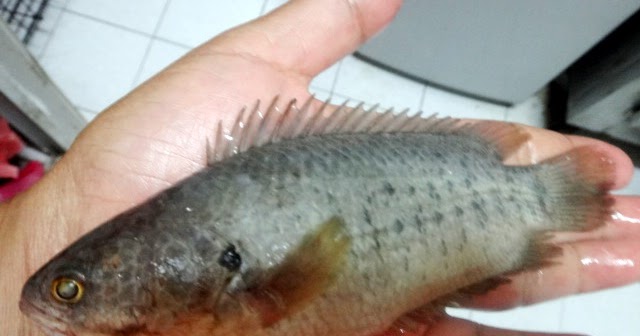 Segalanya tentang kehidupan laut dan sungai: ikan pekasam