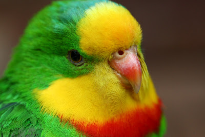 Parrot Photo