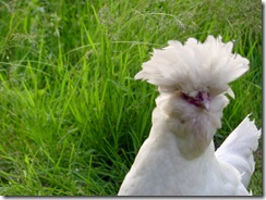 Polska my Polish chicken
