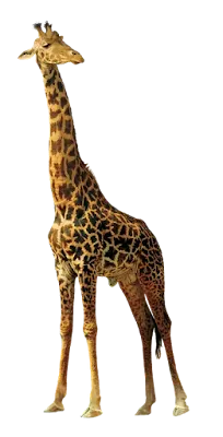 Jerapah Geraffe png (Transparent Background)