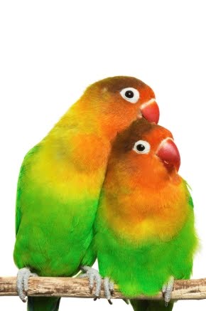 Beautiful Natural Colours Love Birds Photos Free Download