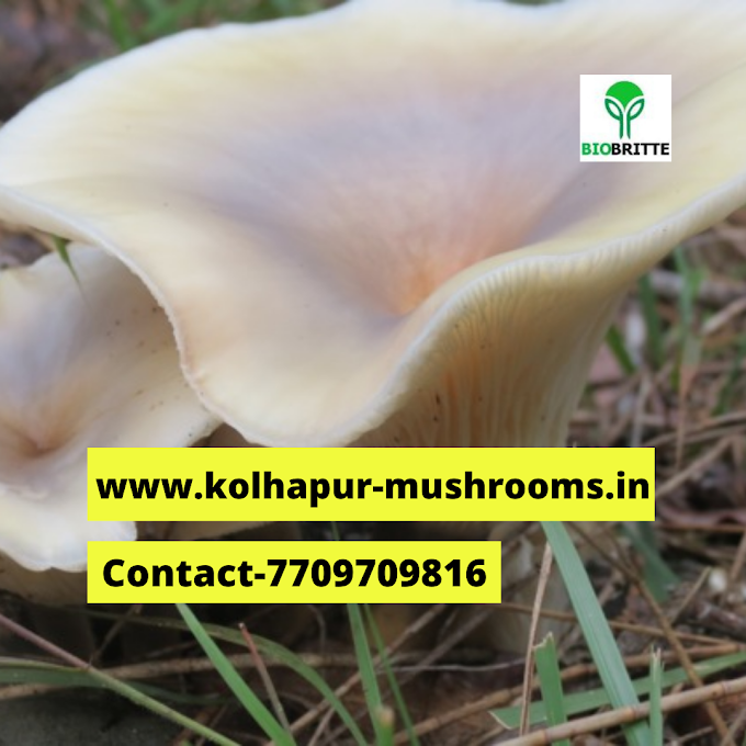 Online mushroom farming training | Biobritte mushroom center