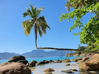 Playa de aguas calmas, con un lateral de rocas, una palmera que nació horizontal y luego dobla hacia los cielos.