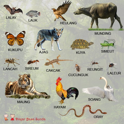 Daftar Nama Nama Hewan dalam Bahasa Sunda wisatabdg com