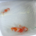 This fellow put a plastic on the container with gold fish, the reason will stun you!