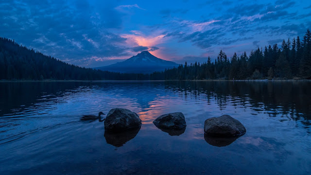 Sunset, Mountain, Lake, Duck