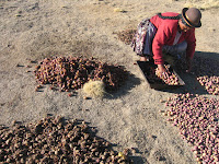 Кухня Боливии - способ консервации картофеля