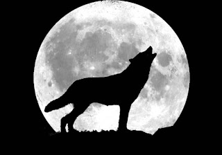 howl wolf wolve loup lup lobo varg byk vlk mbwa mwitu kurt hunt ulv vuk ujk wild huisdieren Haustiere husdjur animales domesticos wallpaper dog breeds wolfdog pets  