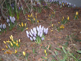 flowers waking up