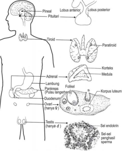 Kelenjar endokrin dan letaknya pada tubuh