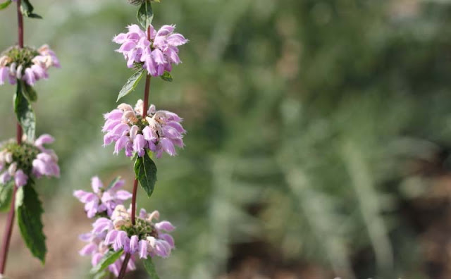 Jerusalem Sage Flowers