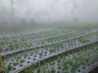 kebun stroberi purbalingga