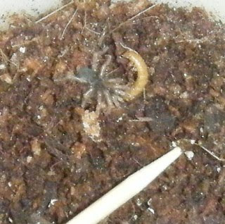 Costa Rican Tiger Rump Tarantula Spiderling