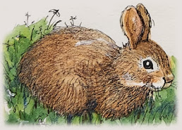 Eastern cottontail drawing